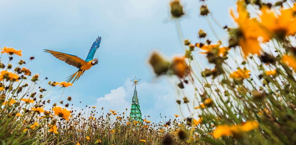 Parrot in flight over a meadow of yellow flowers
