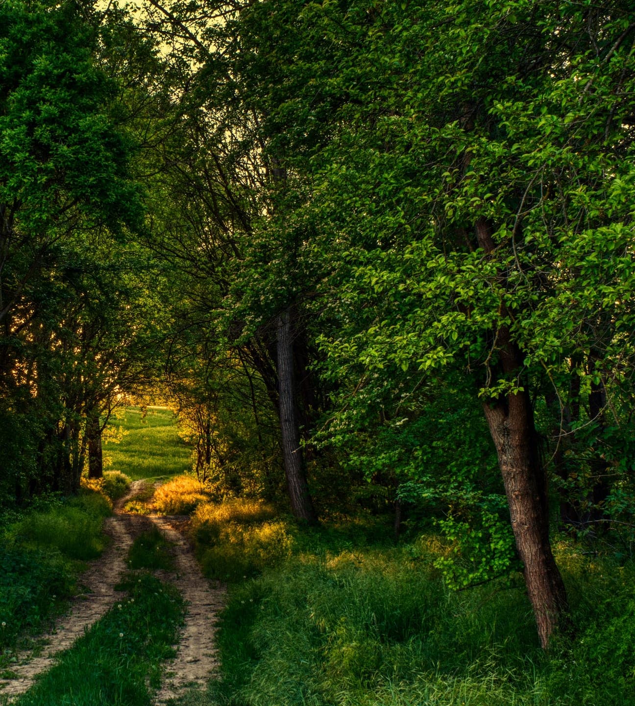 Sunlight falling through a dense green forest