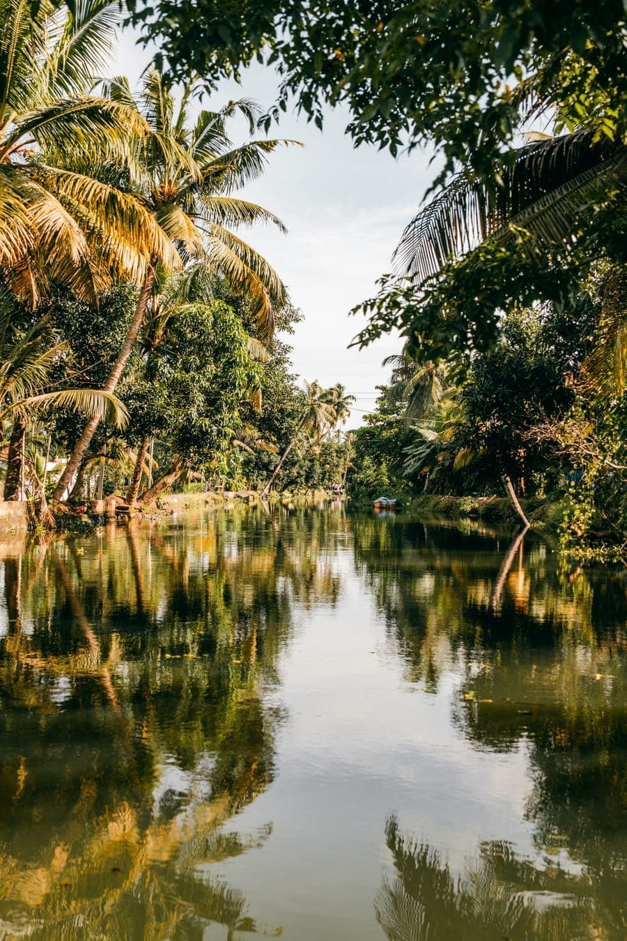 Palm trees reflected in a still Kerala backwater canal