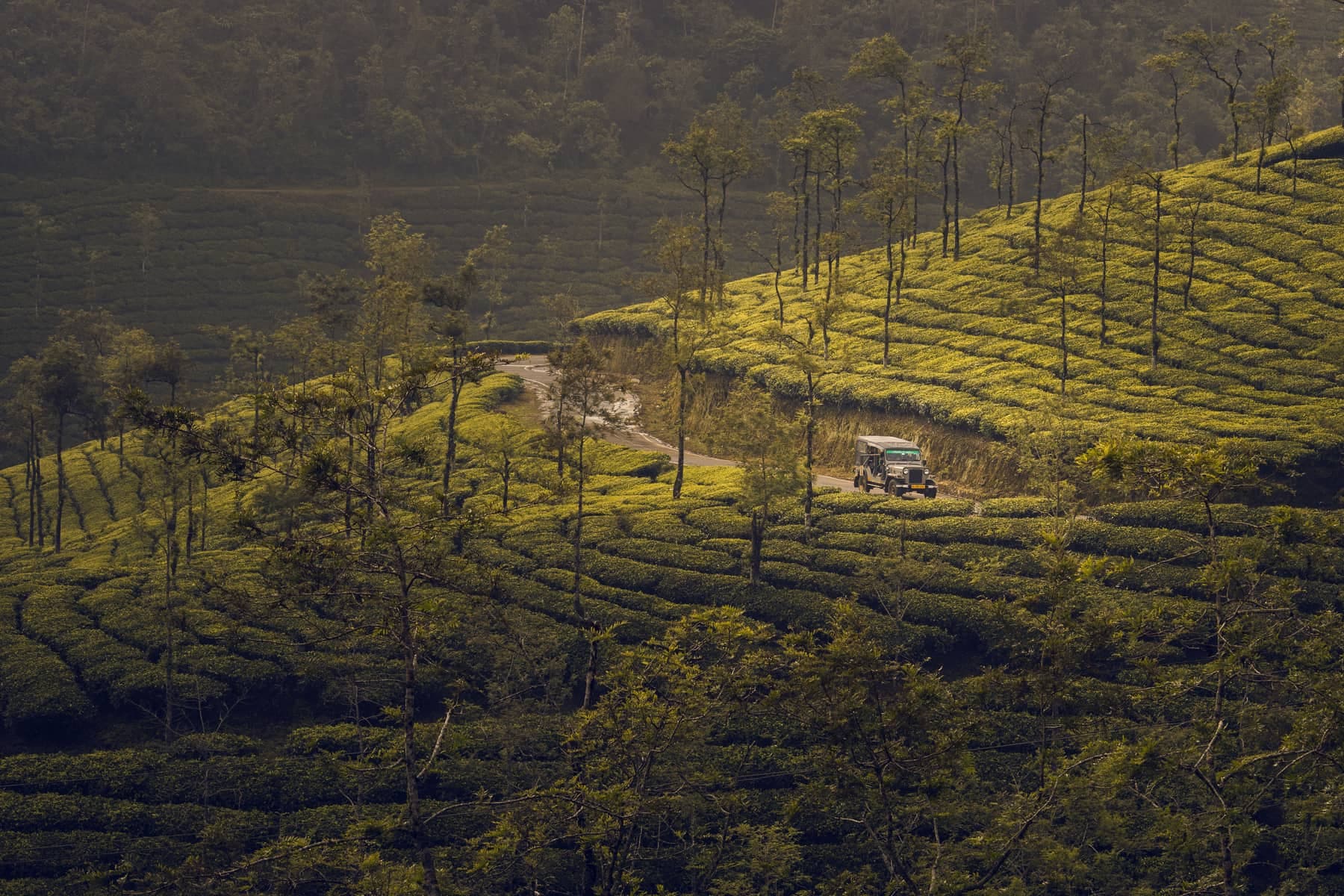 Rolling tea plantation hills in Munnar