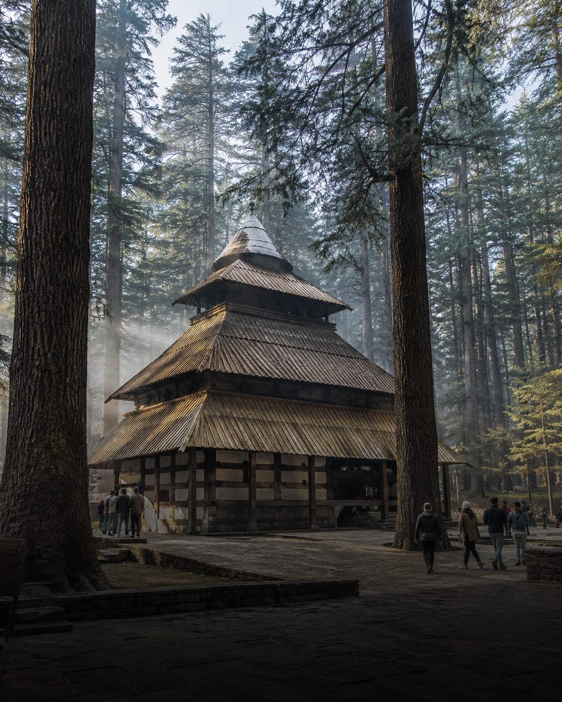 Travellers walking through a tall pine forest