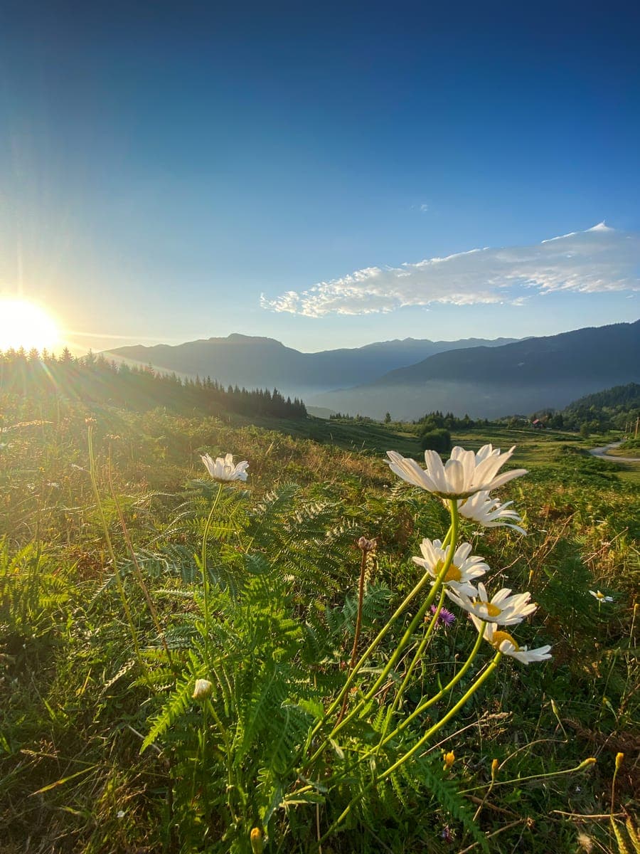 Wildflowers in a meadow at sunrise with hills behind
